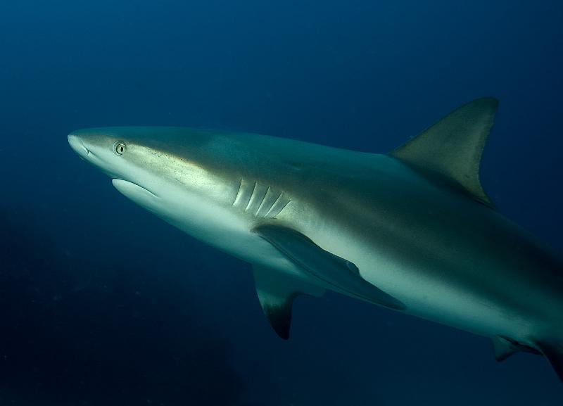 St Martin shark hotel 20 aout 2010_34.jpg